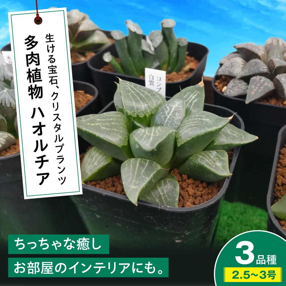 多肉植物 ハオルチア3品種3鉢セット 室内 植物 セット ハオルシア クリスタルプランツ 三次市/園芸王国パスタイム [APCJ006]