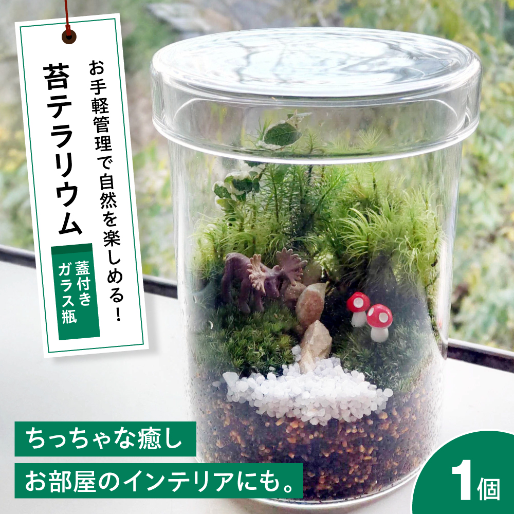 苔テラリウム （蓋付きガラス瓶）植物 コケテラリウム 苔 インテリア テラリウム 三次市/園芸王国パスタイム [APCJ008]