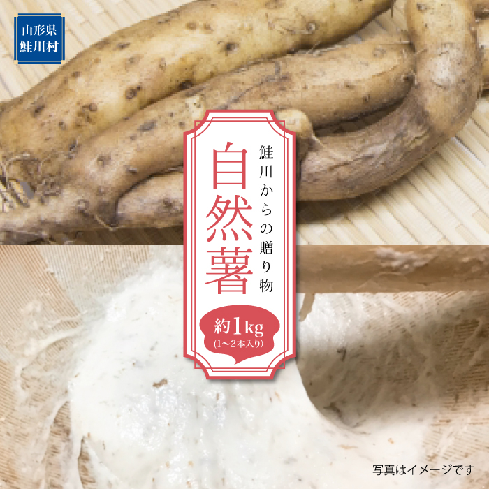 鮭川からの贈り物 自然薯 1kg