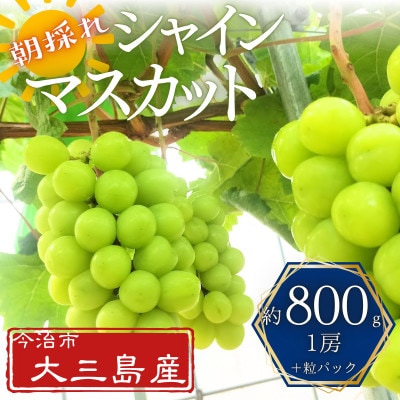 大三島産シャインマスカット　約800g(1房+1パック)【V003200】【配送不可地域：離島】【1641841】
