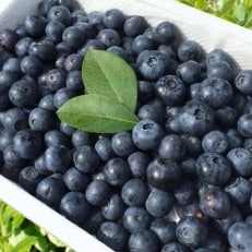 今治産ブルーベリー「媛ベリー」1kg【C88】【配送不可地域：離島】【1020780】