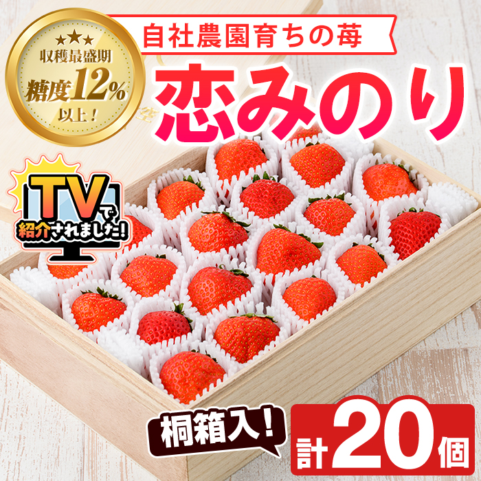 ＜2026年1月以降順次発送予定＞桐箱入！自社農園産いちご 恋みのり(計20個) 鹿児島 阿久根 自社農園 果物 フルーツ イチゴ いちご 苺 恋みのり 贈答用 ギフト 桐箱 デザート 期間限定【農園ガーデン空】akn026-11
