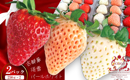 (冷蔵)3色いちご / 前田ストロベリー研究所 古都華 ピンク色の淡雪 パールホワイト ゆきぼたん 果物 フルーツ 甘い 奈良県 田原本町