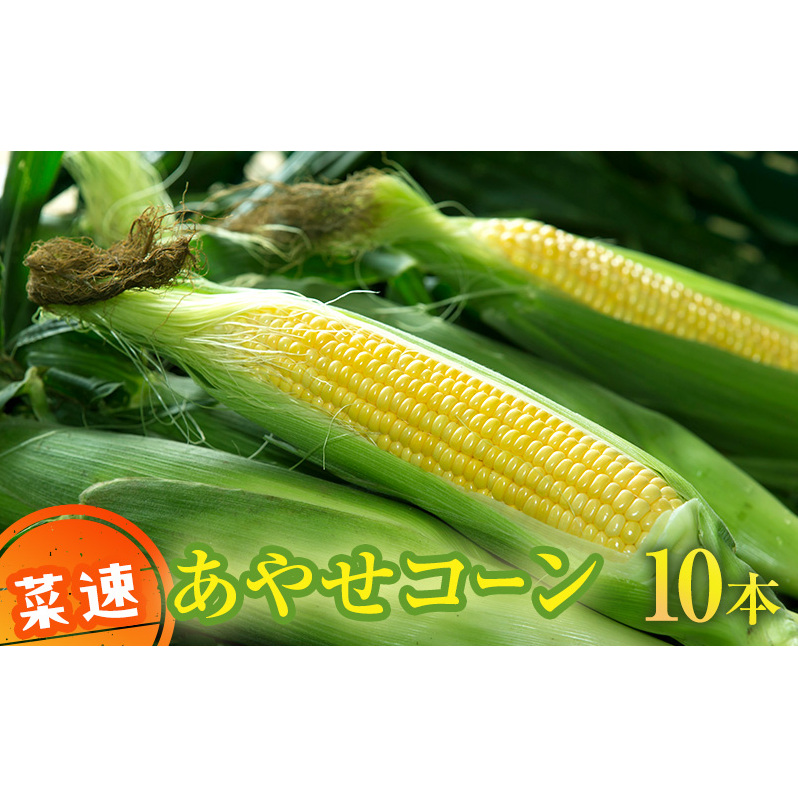 新鮮朝採り 菜速 あやせコーン (登録商標) 10本 セット 詰め合わせ とうもろこし トウモロコシ 野菜 綾瀬ブランド かながわブランド 新鮮 コーン 神奈川 神奈川県 綾瀬市