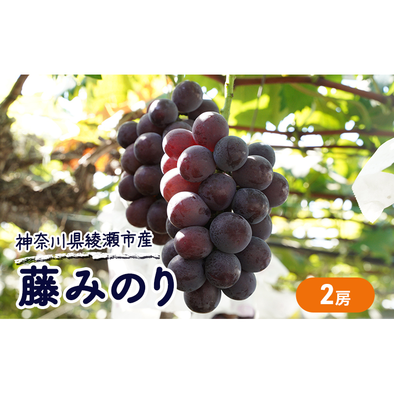 大玉 ぶどう 藤みのり 2房 セット 詰め合わせ 高級品種 ブドウ 葡萄 果物 くだもの フルーツ 藤稔り 旬の果物 旬のフルーツ 季節の果物 季節のフルーツ 産地直送 ギフト 贈り物 プレゼント 神奈川 神奈川県 綾瀬市