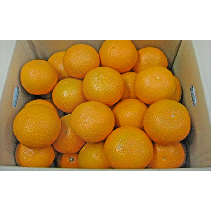清見　約10kg ［温州みかんの甘味とオレンジの香り］ 果物類 柑橘類 フルーツ ミカン 蜜柑 くだもの 