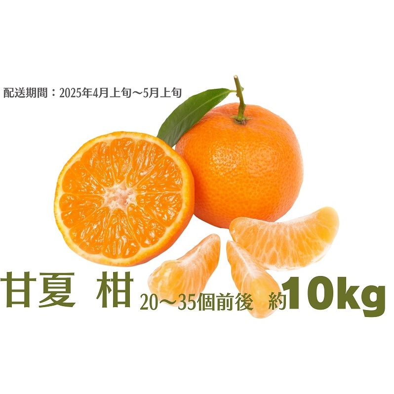 甘夏 柑 約10kg 果物類 柑橘類 フルーツ みかん 