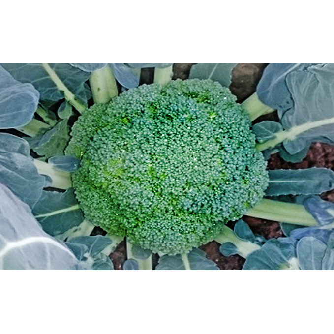 鮮度抜群!ブロッコリー 約2.5kg 野菜 野菜セット