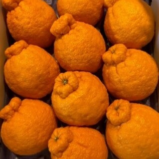 ハウス不知火　約3kg化粧箱入り  柑橘  甘い ジューシー 果物類 柑橘類 フルーツ 