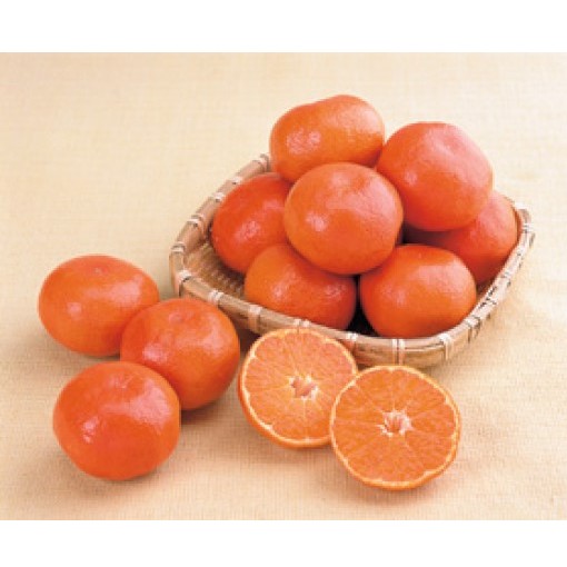 小原紅早生みかん「金時紅」約3kg  ミカン 柑橘 糖度11度 甘い 果物類 柑橘類 フルーツ 蜜柑 くだもの 