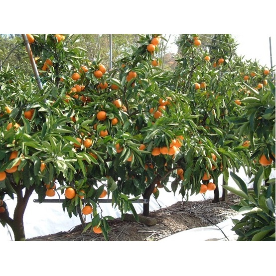 温州みかん 約10kg 果物類 みかん 柑橘類 フルーツ ミカン くだもの 