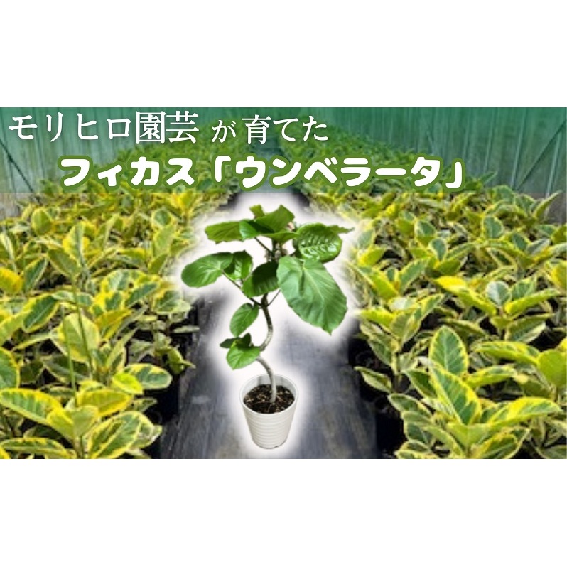 モリヒロ園芸が育てたフィカス「ウンベラータ」 植物