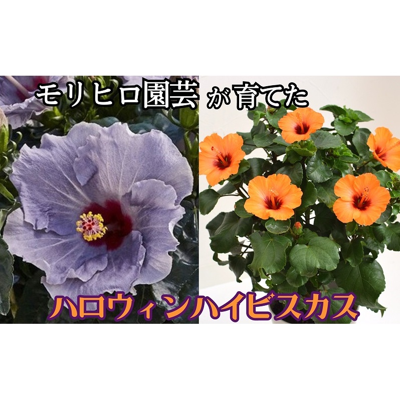 モリヒロ園芸が育てた「ハロウィンハイビスカス」 植物
