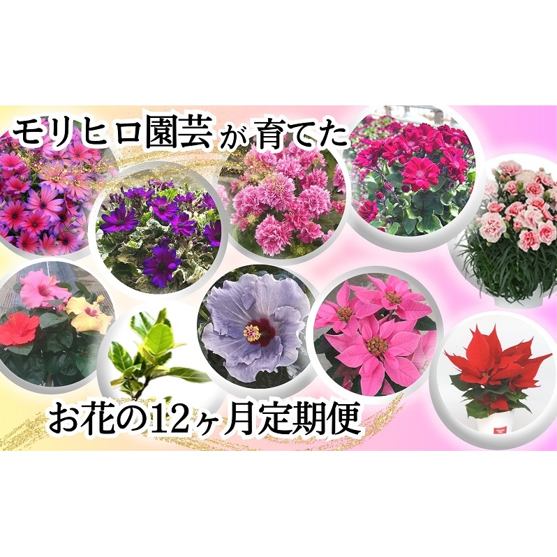 モリヒロ園芸が育てたお花の12ヶ月定期便 植物 