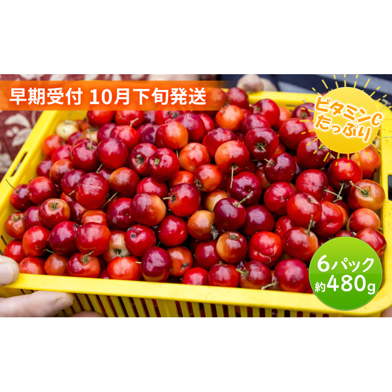 【 早期受付 10月下旬発送 】生アセロラ 果実（酸味種）6パック入＜オンライン決済限定＞ 果物 フルーツ 国産アセロラ ビタミンC 
