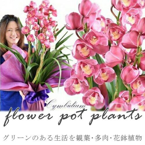 【定期便 12か月】グリーンのある生活を観葉・多肉・花鉢植物(12か月)【グリーン ご自宅インテリア 会社の受付 毎月届く 心が元気 豊かな毎日 お手入れ説明書付き アジサイ 大阪府 門真市 】