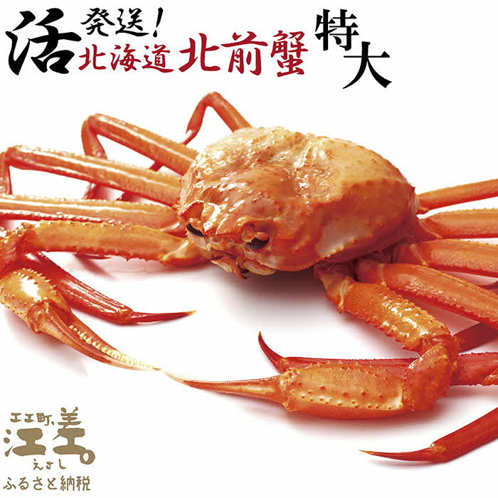 ＼3～4月限定出荷／活発送！【特大】『北海道北前蟹』タグ付き特選 約900g（冷蔵）　年にひと月だけの期間限定「生」出荷　北海道日本海産紅ずわいがに　カニかご漁師直販　厳格な鮮度管理　新鮮　甘くてジューシー　活カニ　生蟹　かに刺し　焼き蟹　蒸し蟹　かにみそ　かにしゃぶ　かに鍋　国産ベニズワイ
