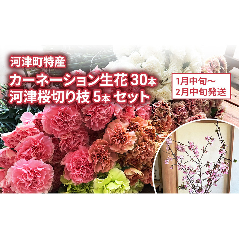花 カーネーション 30本 河津桜 5本 セット 生花 切り枝 お花 フラワー アレンジメント フラワーアレンジメント 桜 静岡 静岡県 河津 河津町