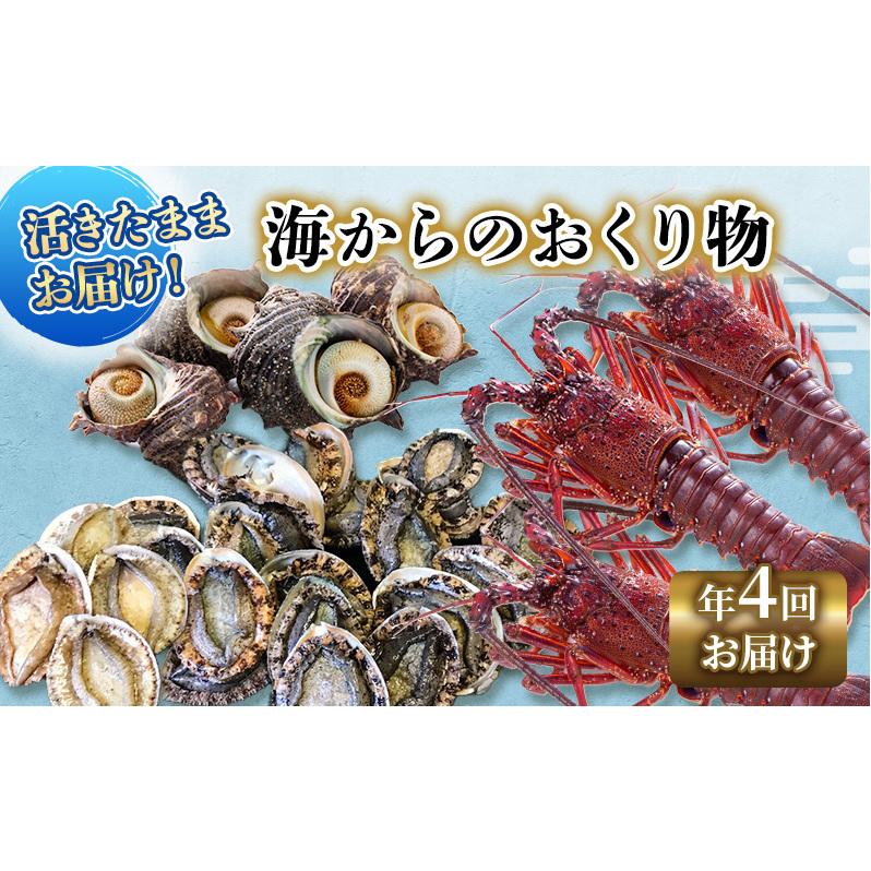 活け　残り僅か訳あり伊勢海老　1キロ（5〜8匹） 活け 訳あり伊勢海老 1キロ（5〜8匹）