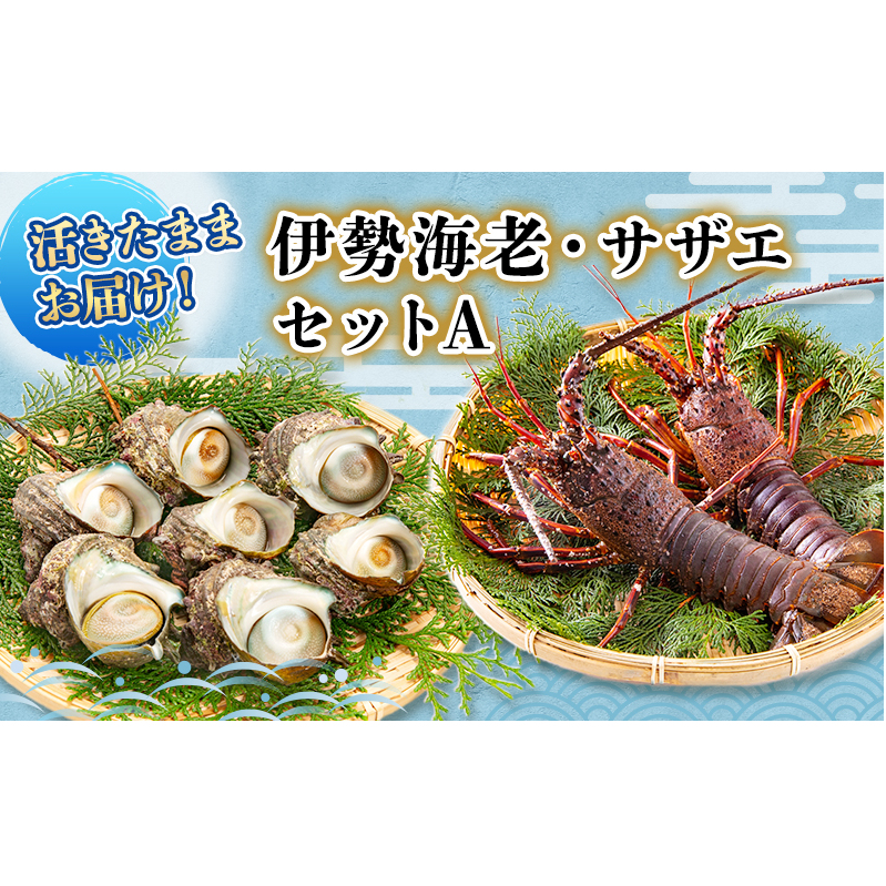 活 伊勢海老 サザエ セット A とれたて 活き伊勢海老 2～3匹 活サザエ 4～15匹 詰め合わせ 伊勢えび 海老 エビ えび 貝 魚介 魚介類 海鮮 海鮮セット 活きたまま 冷蔵 静岡 静岡県 河津町