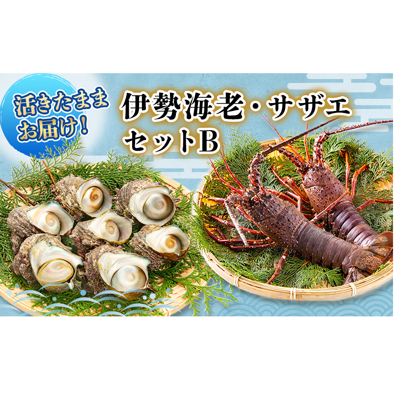 活 伊勢海老 サザエ セット B 10月～5月中旬出荷予定 獲れたて 活伊勢えび 3～6匹 活サザエ 4～15個 伊勢えび 伊勢エビ さざえ 海老 えび エビ 貝 魚介 魚介類 海鮮 海鮮セット 冷蔵 静岡 静岡県 