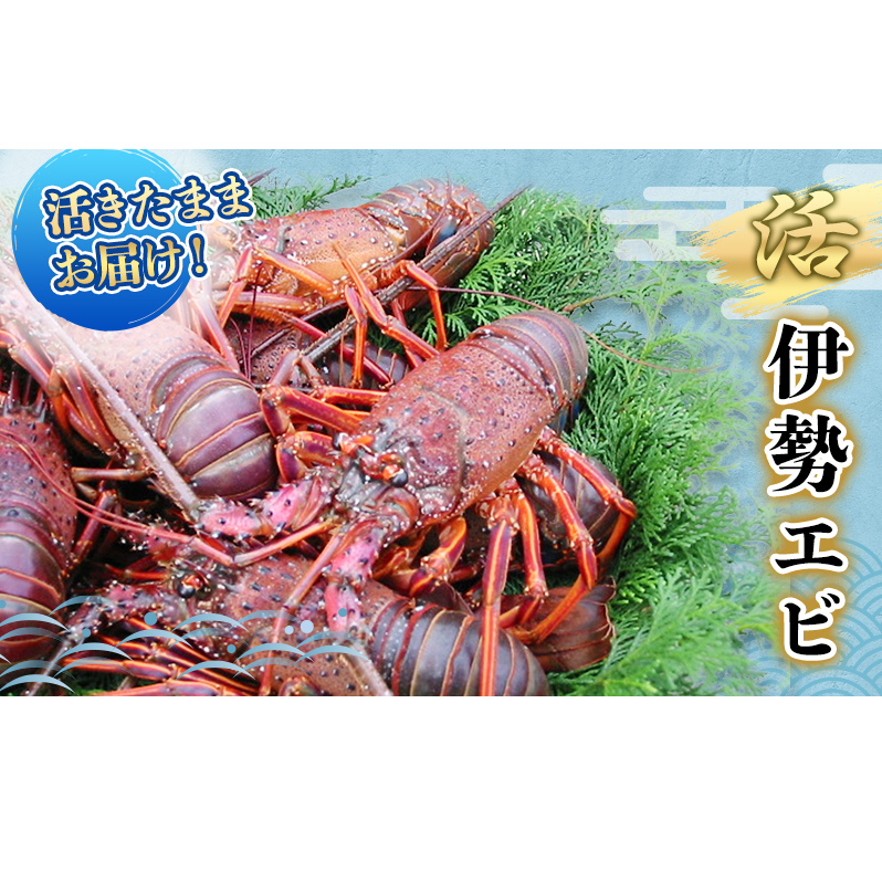 活 伊勢海老 4～8匹 活きたままお届け 毎年10月～翌年5月中旬出荷予定 獲れたて 活伊勢えび 伊勢えび 伊勢エビ 海老 えび エビ 貝 魚介 魚介類 海鮮 冷蔵 静岡 静岡県 