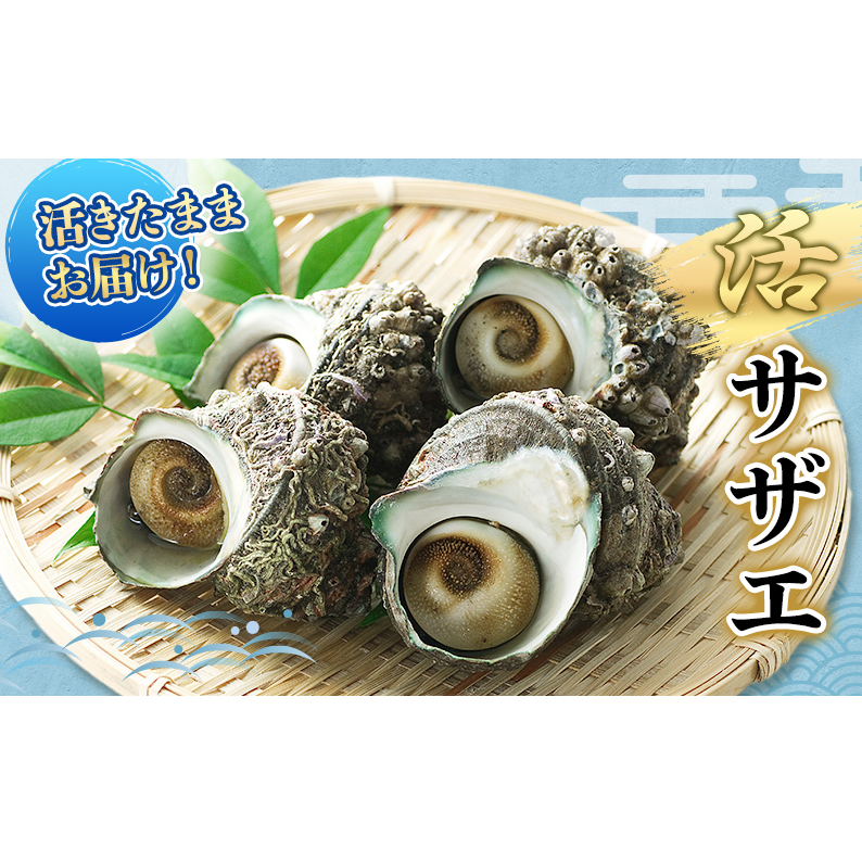活サザエ 5～15個 活きたままお届け 活 サザエ さざえ 貝 魚介 魚介類 海鮮 刺身 つぼ焼き 厳選 冷蔵 冷蔵配送 静岡 静岡県 河津 河津町