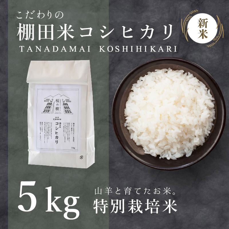 [令和6年産]新米 特別栽培米 コシヒカリ「愛発の棚田米」5kg [003-a001-A][敦賀市ふるさと納税]