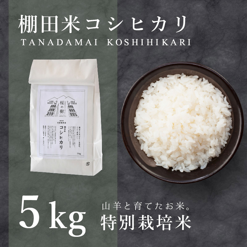 [令和6年産]特別栽培米 コシヒカリ「愛発の棚田米」5kg [003-a001-A][敦賀市ふるさと納税]