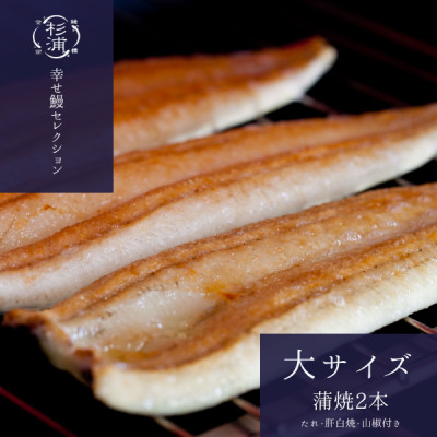 【1本230g以上】遠州杉浦うなぎ 蒲焼セット　蒲焼2本(460g-500g)+肝白焼+タレ【配送不可地域：離島】【1604148】