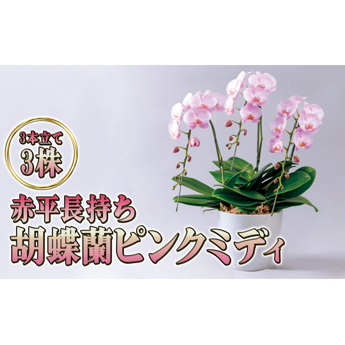 赤平長持ち胡蝶蘭ピンクミディ3株3本立て  胡蝶蘭 花 ギフト プレゼント お祝い 贈り物  インテリア 植物 