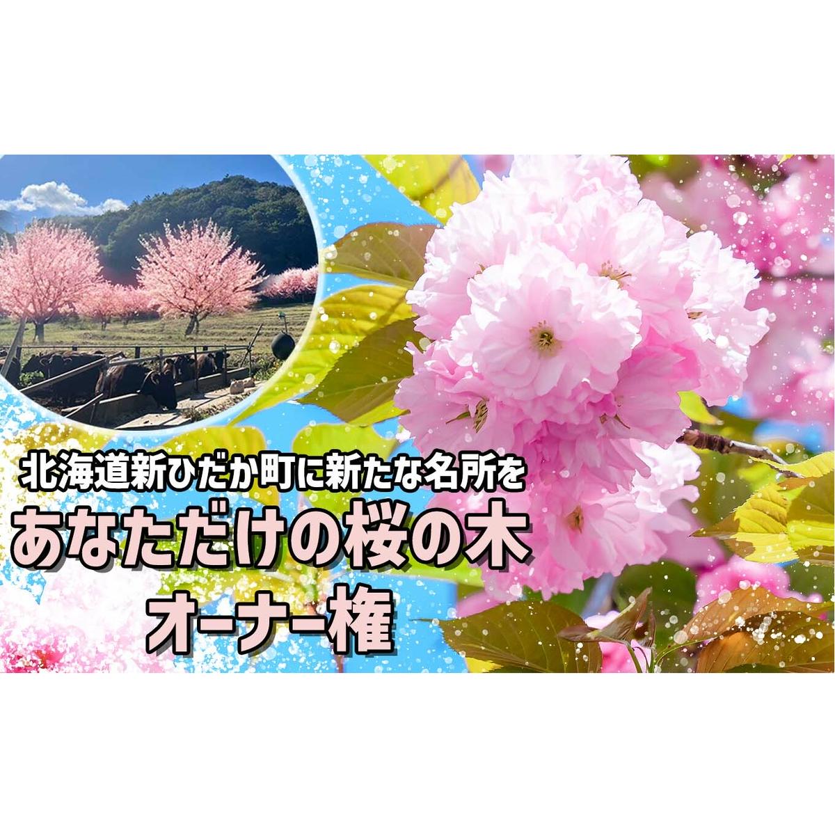 ＜ 北海道 新ひだか町 に新たな 桜 の 名所 を ＞ あなた だけの 桜の木 オーナー 権 八重桜 キャンプ BBQ バーベキュー 三石 まつもと牧場