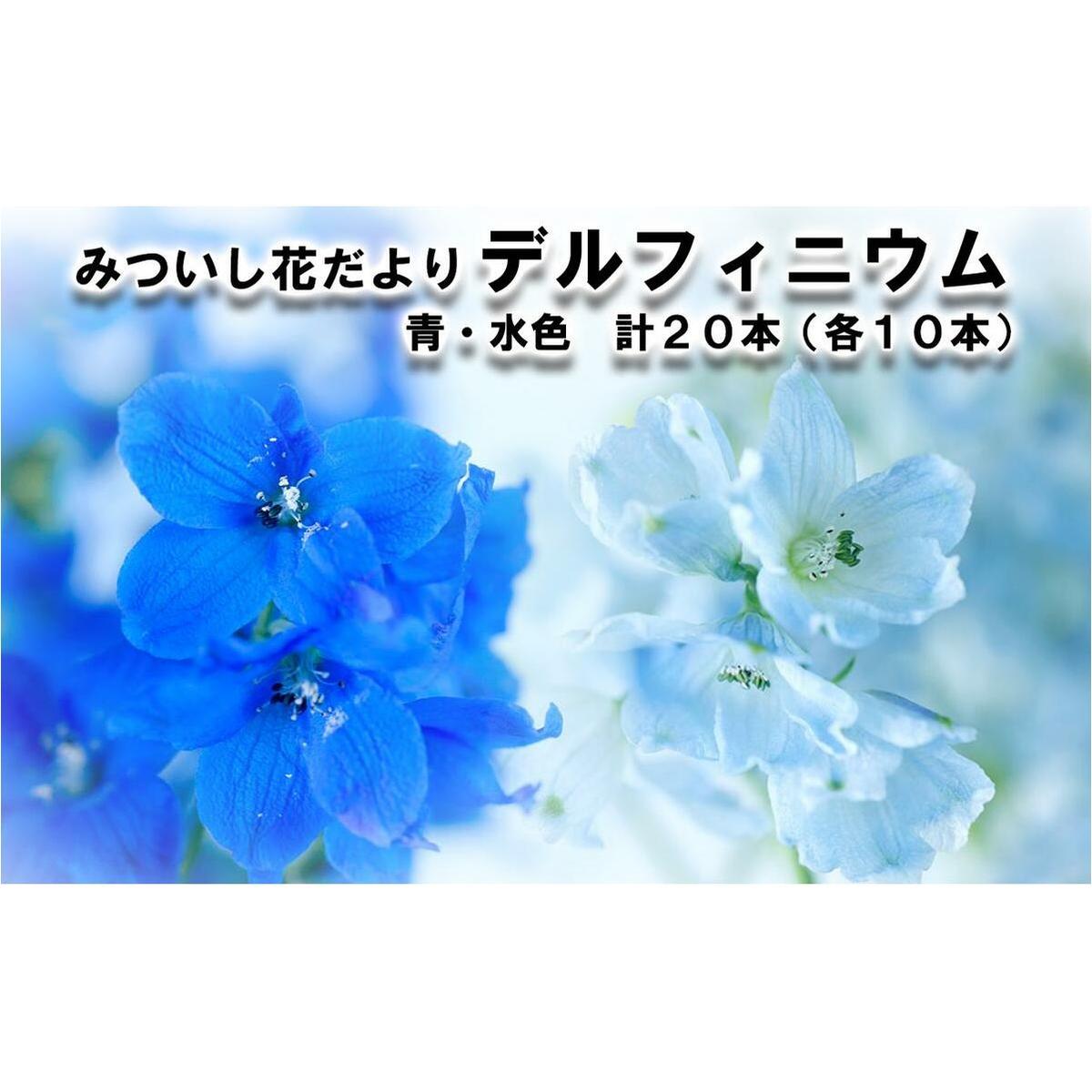 ＜ 2026年6月より発送 ＞  生花 みついし花だより デルフィニウム 青 水色 計 20本 (各10本) スプレータイプ  ＜ 予約受付 ＞