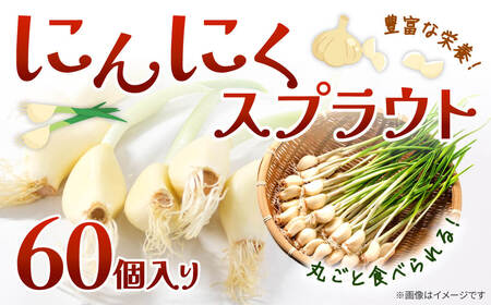 にんにくスプラウト 60個入り グリーンラボ近江 滋賀県 東近江市 A04 にんにく ニンニク 無臭 料理 食材 水耕栽培 野菜 天ぷら