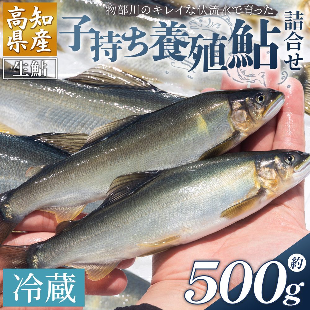 高知県産 生子持ち鮎 500g 物部川のキレイな伏流水で育った 養殖鮎 詰合せ カネミツ養鮎- 国産 アユ あゆ 魚 魚介 海鮮 養殖 川魚 塩焼き 炊き込みご飯 鮎飯 カネミツ養鮎 高知県 香南市[冷蔵] kt-0004
