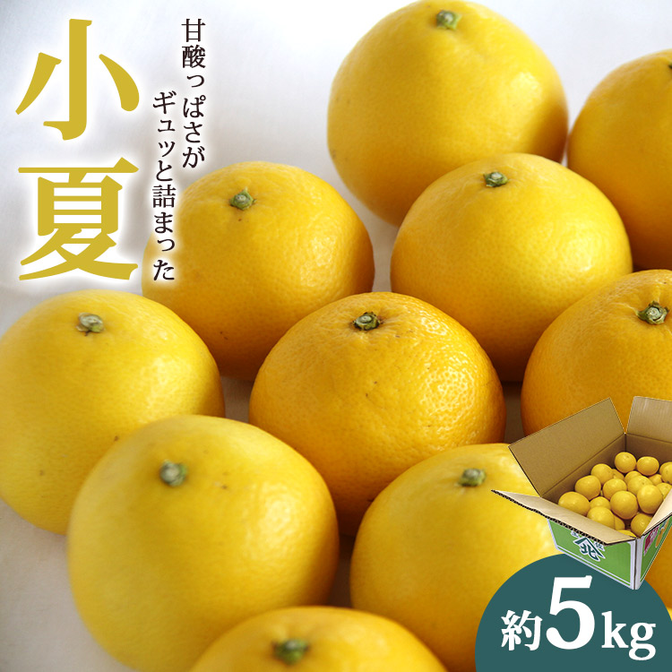 [2026年3月より順次配送]小夏 高知県 5kg 甘酸っぱさがギュッと詰まった ku-0049