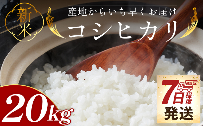 【7日程度で発送】新米 令和7年産 コシヒカリ 20kg - お米 おこめ 国産 米 精米 こしひかり ごはん 白米 ご飯 おにぎり おむすび 料理 調理 防災 非常食 備蓄 早い すぐ届く 早く届く スピード配送 スピード発送 高知県 香南市 at-0048