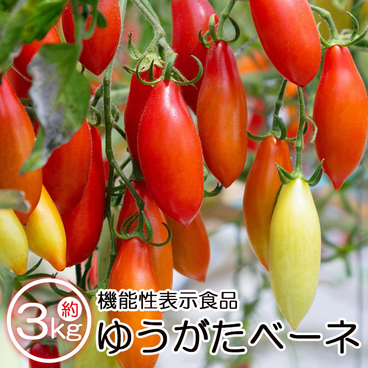 [先行予約受付]機能性表示食品 ミニトマト ゆうがたベーネ 約3kg(1kg×3箱)- 送料無料 野菜 プチトマト フルーツトマト ギフト 高糖度 贈答用 贈り物 高知県 香南市 常温 冷蔵 is-0008