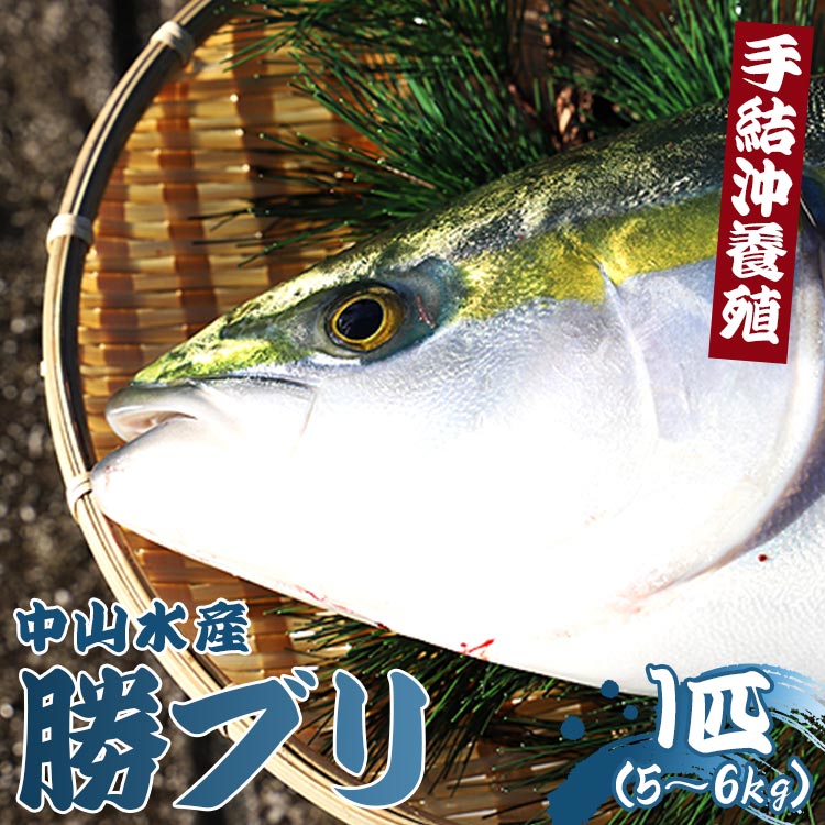 [期間限定]中山水産 手結沖養殖「勝ブリ」 1匹(5kg〜6kg) - 期間限定 魚 ぶり 鰤 寒ブリ 朝どれ 海鮮 鮮魚 魚介類 海の幸 ギフト 照り焼き ぶり大根 しゃぶしゃぶ お刺身 煮物 焼き魚 おかず 産地直送 のし対応可 送料無料 高知県 香南市 冷蔵 ny-0003