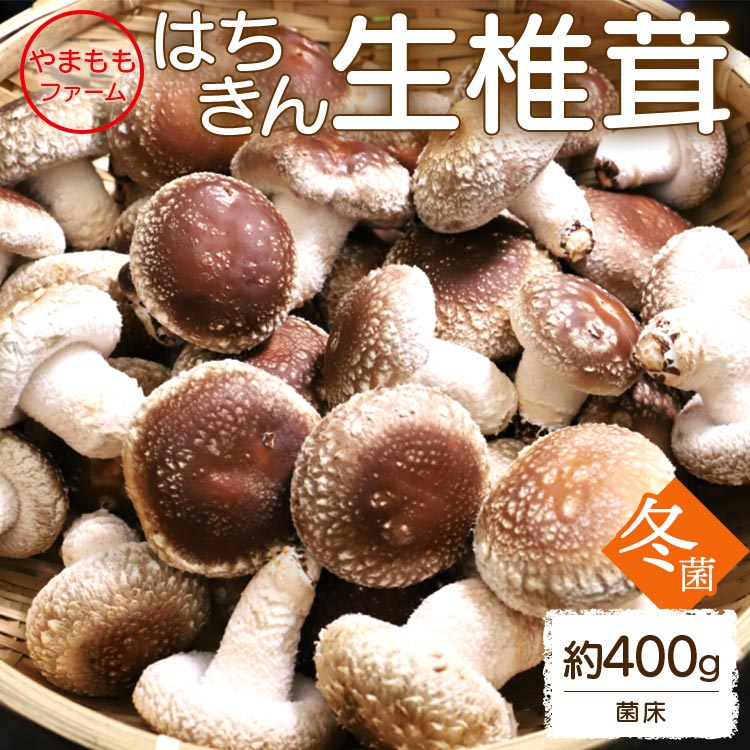 やまももファーム椎茸 冬菌はちきん生椎茸(菌床)約400g - 送料無料 しいたけ シイタケ きのこ キノコ 野菜 お取り寄せ 肉厚ぷりぷり 料理具材 お鍋 汁物 出汁 国産 高知県 香南市 冷蔵 yo-0010