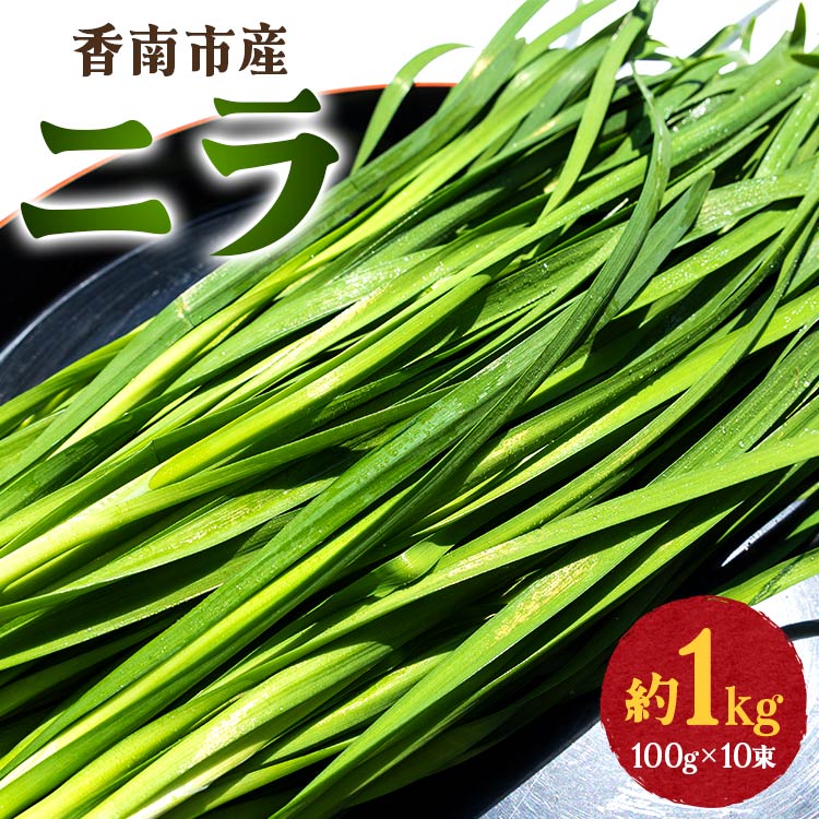 香南市産 ニラ 約1kg(100g×10束)- にら 韮 香味野菜 やさい 葉物 新鮮 生 料理 もつ鍋 餃子 饅頭 キムチ チヂミ 炒め物 おひたし 直送 国産 肉厚 高知県 on-0010