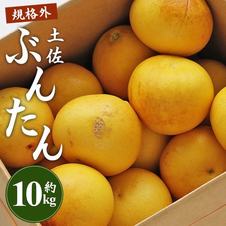 [先行予約]訳あり 土佐文旦 約10kg(規格外 2L〜4Lサイズ)- 家庭用 期間限定 送料無料 果物 フルーツ 柑橘 高知県産 ぶんたん ブンタン ざぼん ザボン 季節限定 デザート 傷 お取り寄せ 産地直送 特産品 間城農園 高知県 香南市 常温 ms-0051