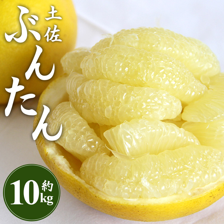 [先行予約]土佐文旦 約10kg (2L〜4Lサイズ) - 期間 数量限定 果物 くだもの フルーツ 柑橘類 果実 ぶんたん ブンタン 美味しい フレッシュ ジューシー 果汁 間城農園 10キロ ザボン ボンタン お取り寄せ とりよせ 特産品 贈答 高知県 香南市 常温 ms-0066