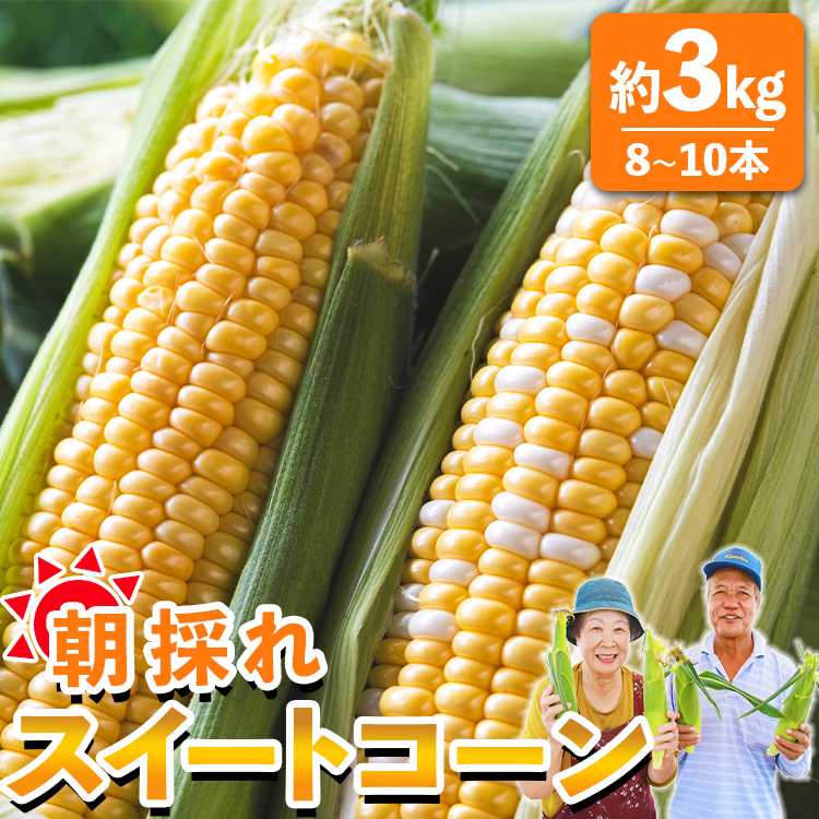 先行予約受付中!朝採れスイートコーン 約3kg(8〜10本)- 野菜 とうもろこし とうきび トウキビ BBQ キャンプ 旬 おやつ 特産品 sg-0005