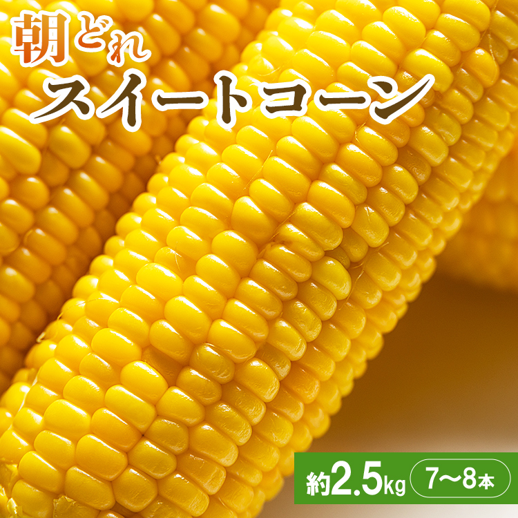 [先行予約]朝どれスイートコーン 約2.5kg(7〜8本)- とうもろこし トウモロコシ 野菜 朝採り 季節限定 期間限定 ポタージュ スープ BBQ バーベキュー 産地直送 特産品 旬彩ファームやまさき 高知県 香南市 sy-0001