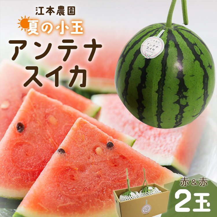 [期間限定]江本農園 夏の小玉アンテナスイカ 2玉ギフト箱 赤&赤セット - ギフト 減農薬 高糖度 立体栽培 期間限定 すいか 西瓜 フルーツ 果物 くだもの デザート em-0031
