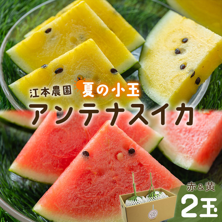 [期間限定]江本農園 夏の小玉アンテナスイカ 2玉ギフト箱 赤&黄セット - ギフト 減農薬 高糖度 立体栽培 すいか 西瓜 フルーツ 果物 くだもの デザート em-0032