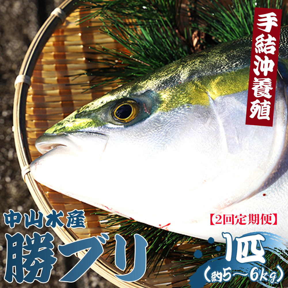 [2回定期便]手結沖養殖「勝ブリ」 1匹(5kg〜6kg) [先行申込] - 期間限定 魚 ぶり 鰤 寒ブリ 海鮮 鮮魚 魚介類 海の幸 ギフト お刺身 煮物 焼き魚 おかず 手結沖養殖 産地直送 のし対応可 送料無料 高知県 香南市 Wny-0006