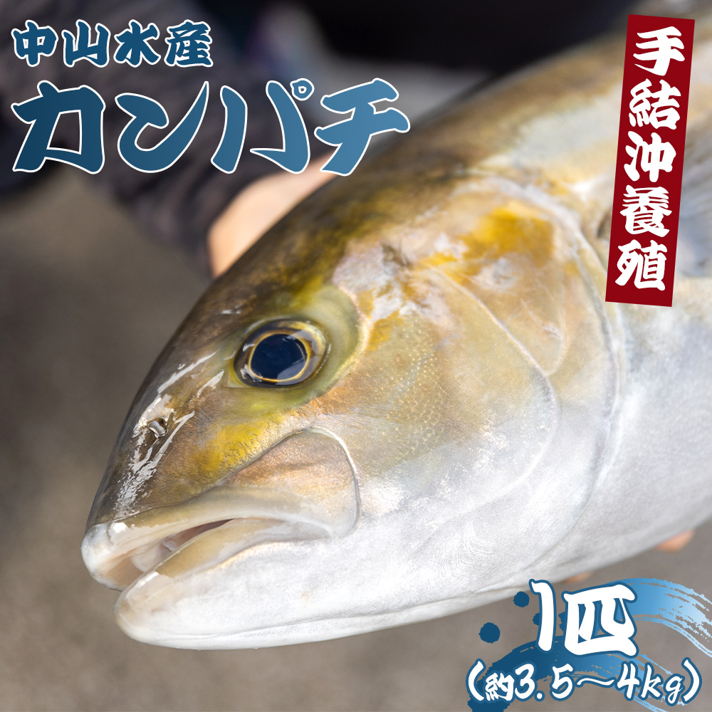 「カンパチ」 1匹 3.5kg〜4kg [先行申込] 手結沖養殖 - 期間限定 魚 かんぱち 海鮮 鮮魚 魚介類 海の幸 ギフト お刺身 煮物 焼き魚 おかず 産地直送 送料無料 高知県 香南市 ny-0005