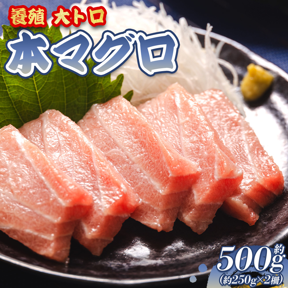 本マグロ 養殖大トロ 約500g 2冊 - 鮪 まぐろ 寿司 刺身 海鮮丼 漬け丼 カルパッチョ おつまみ 海産物 魚介 海の幸 高知県 香南市 oo-0001